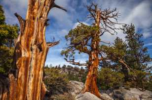 Old pine above June Lake-0405 Old pine above June Lake-0405